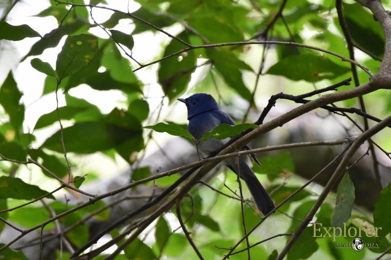 Explorer By Eco Team - Wasgamuwa National Park Экстерьер фото