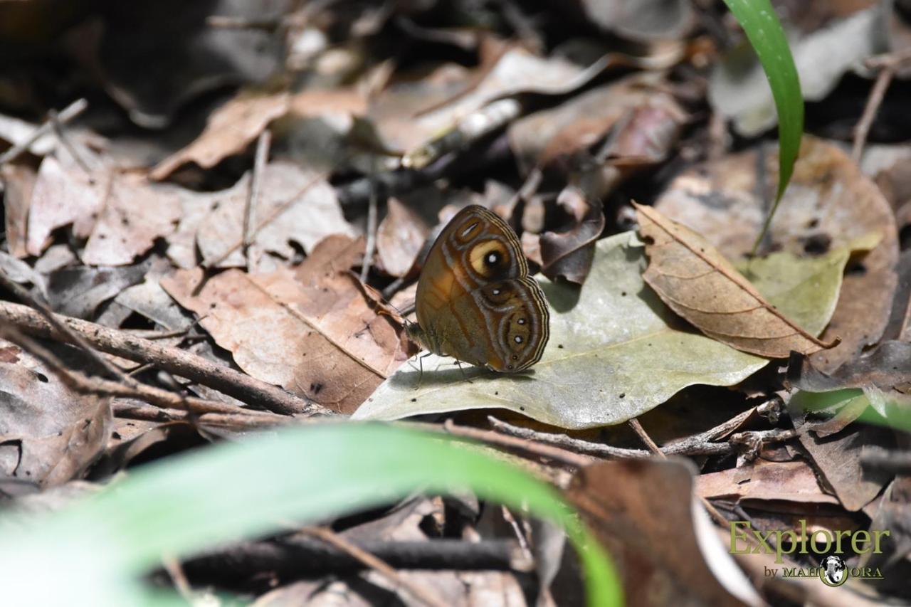 Explorer By Eco Team - Wasgamuwa National Park Экстерьер фото