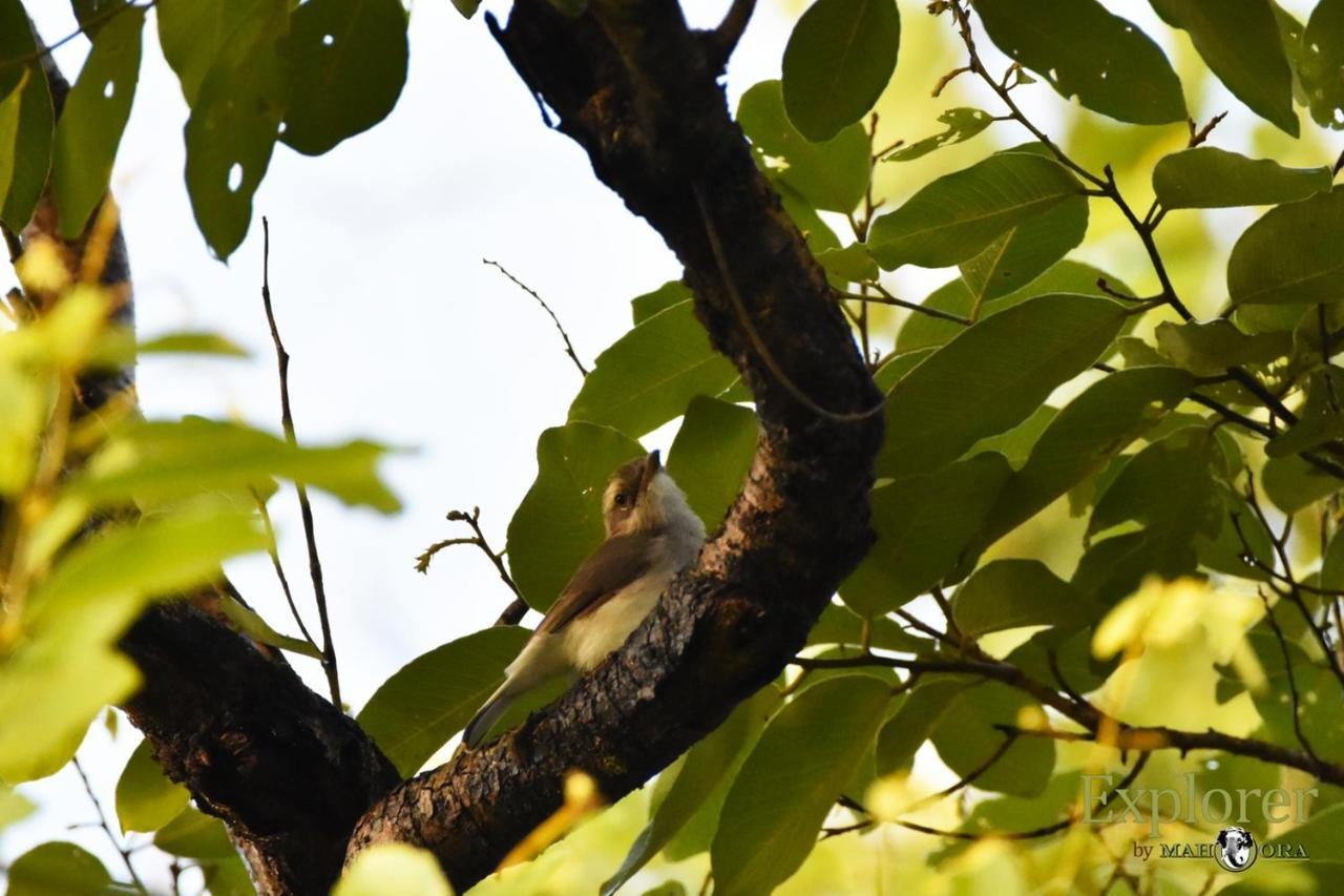 Explorer By Eco Team - Wasgamuwa National Park Экстерьер фото