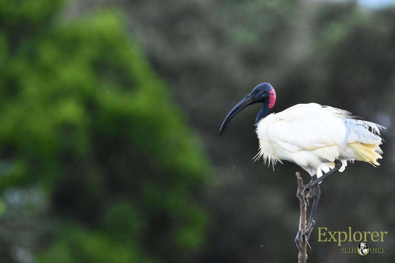 Explorer By Eco Team - Wasgamuwa National Park Экстерьер фото