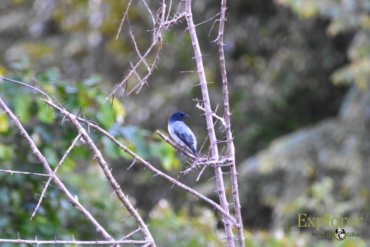Explorer By Eco Team - Wasgamuwa National Park Экстерьер фото