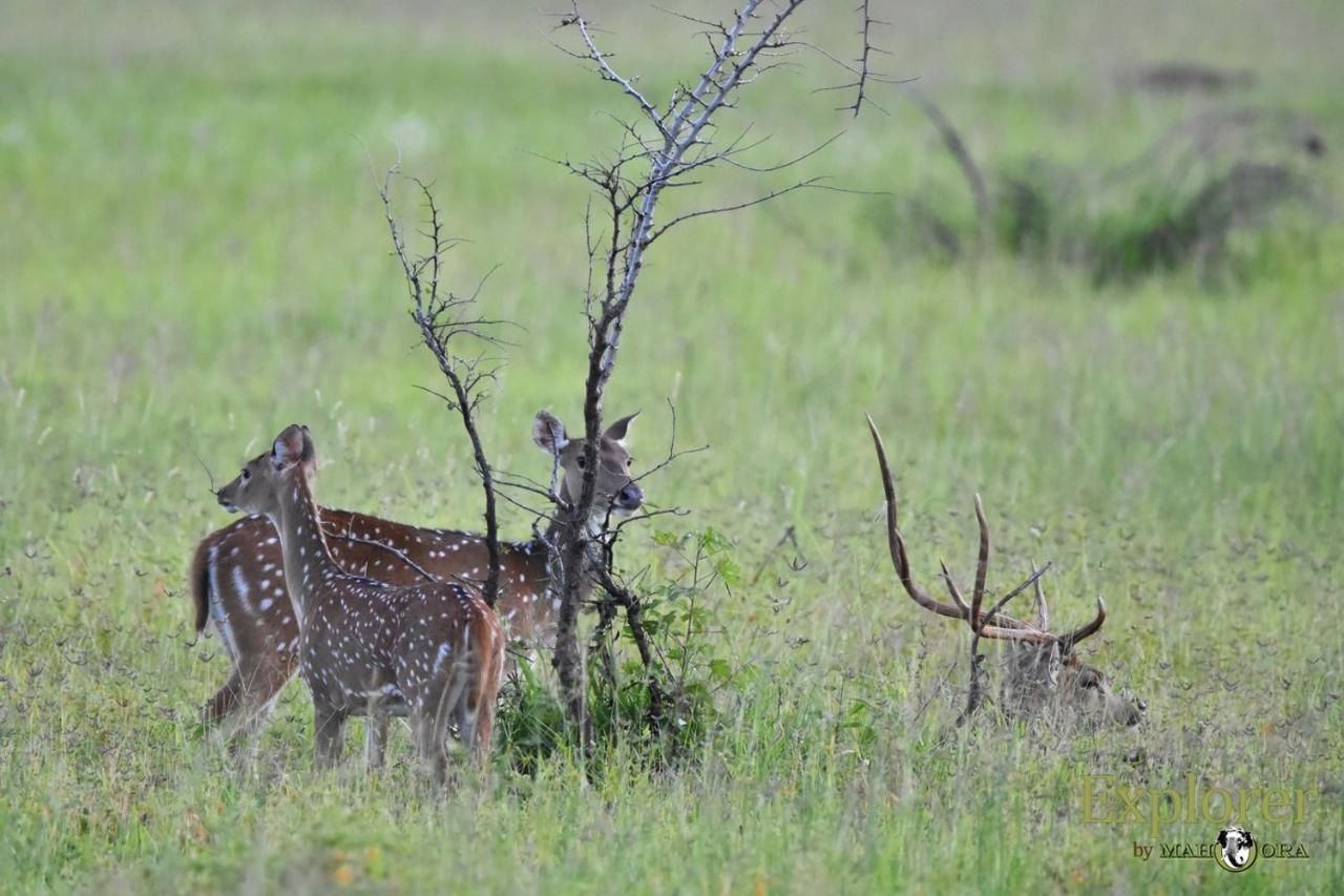 Explorer By Eco Team - Wasgamuwa National Park Экстерьер фото