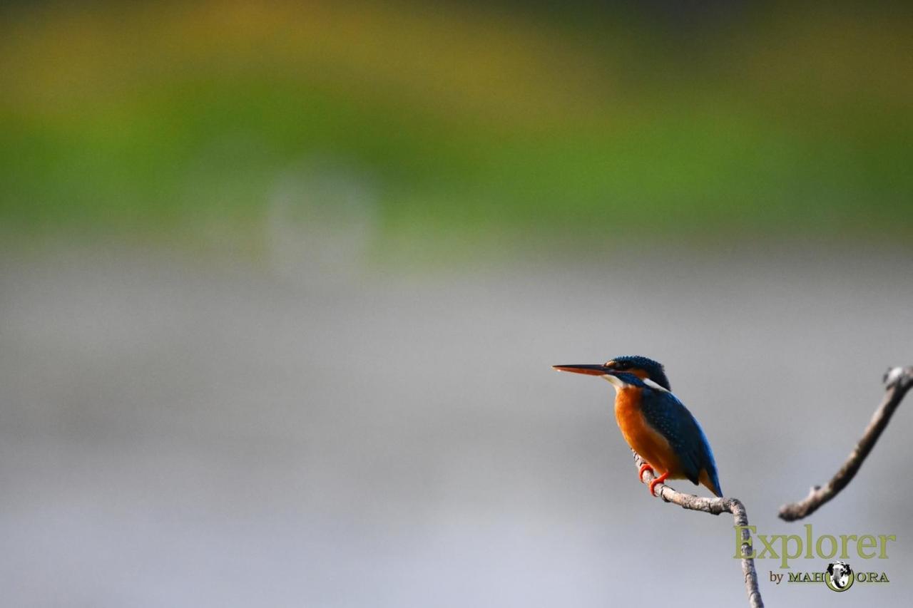Explorer By Eco Team - Wasgamuwa National Park Экстерьер фото