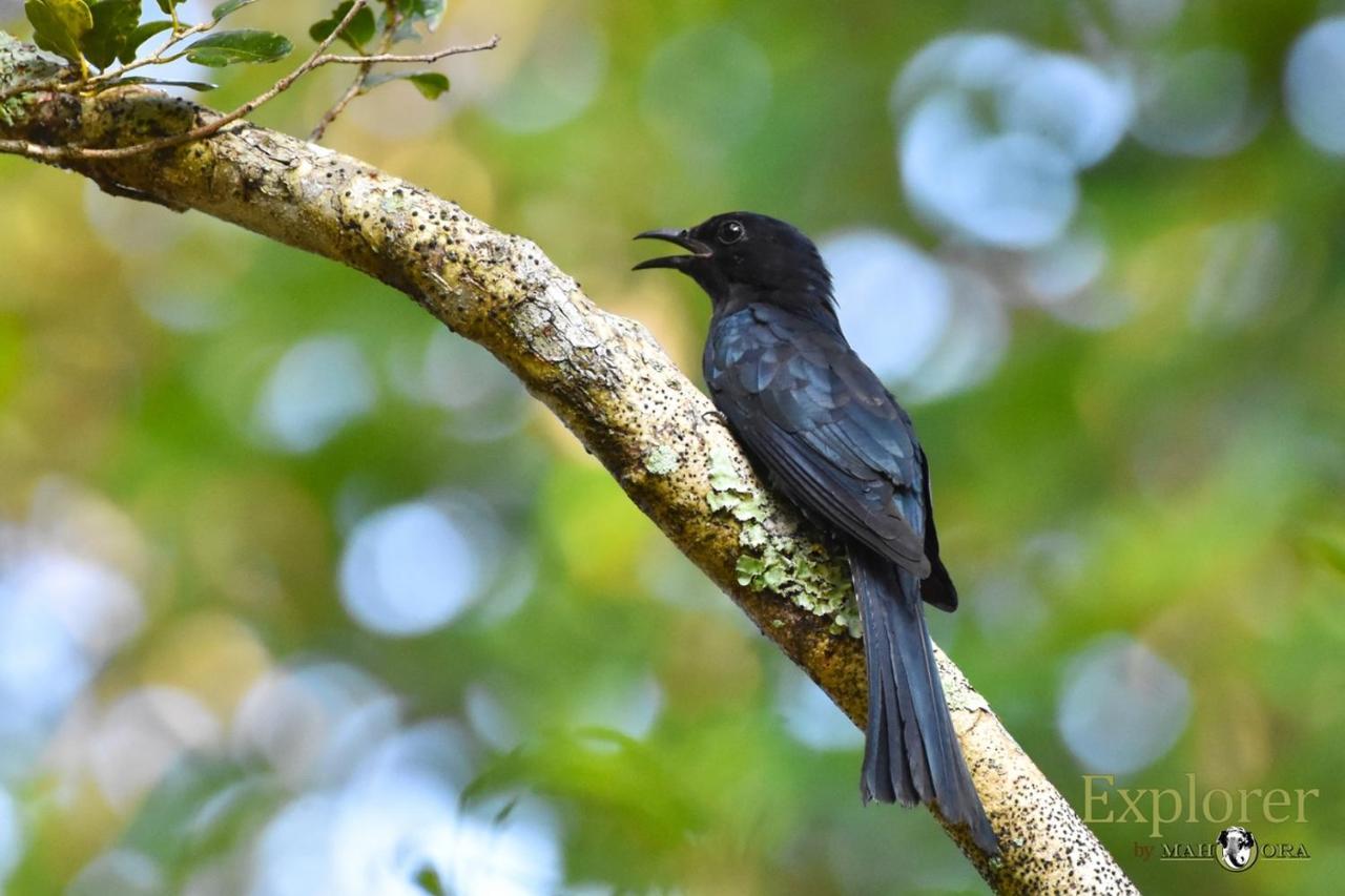 Explorer By Eco Team - Wasgamuwa National Park Экстерьер фото