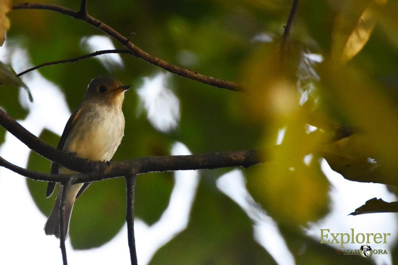 Explorer By Eco Team - Wasgamuwa National Park Экстерьер фото