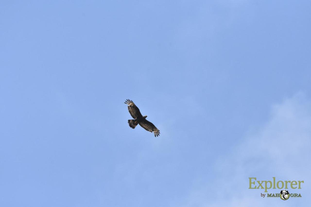 Explorer By Eco Team - Wasgamuwa National Park Экстерьер фото