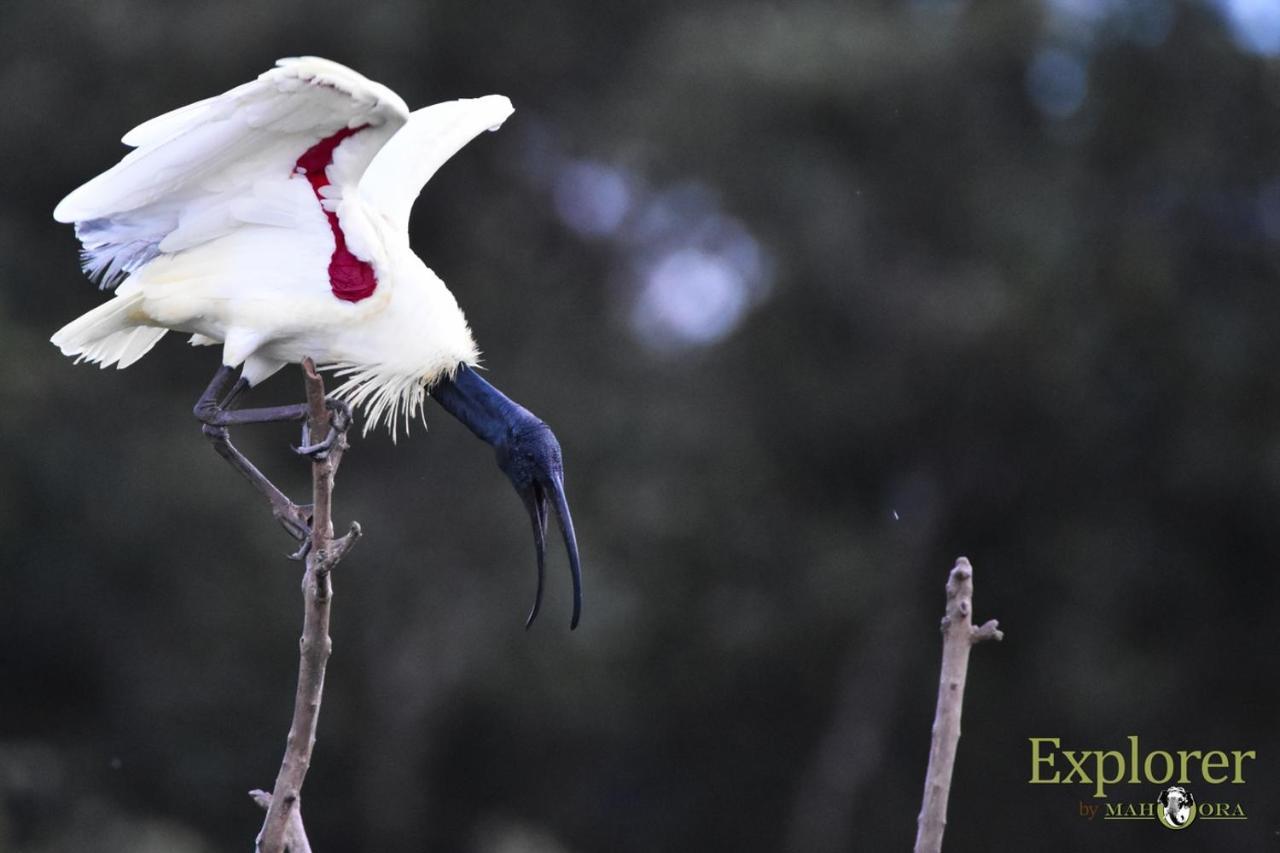 Explorer By Eco Team - Wasgamuwa National Park Экстерьер фото