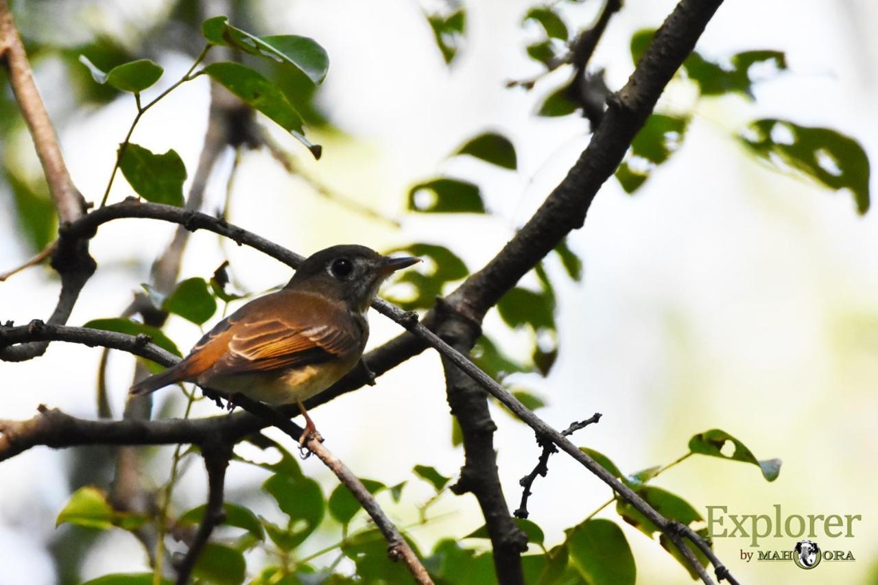 Explorer By Eco Team - Wasgamuwa National Park Экстерьер фото