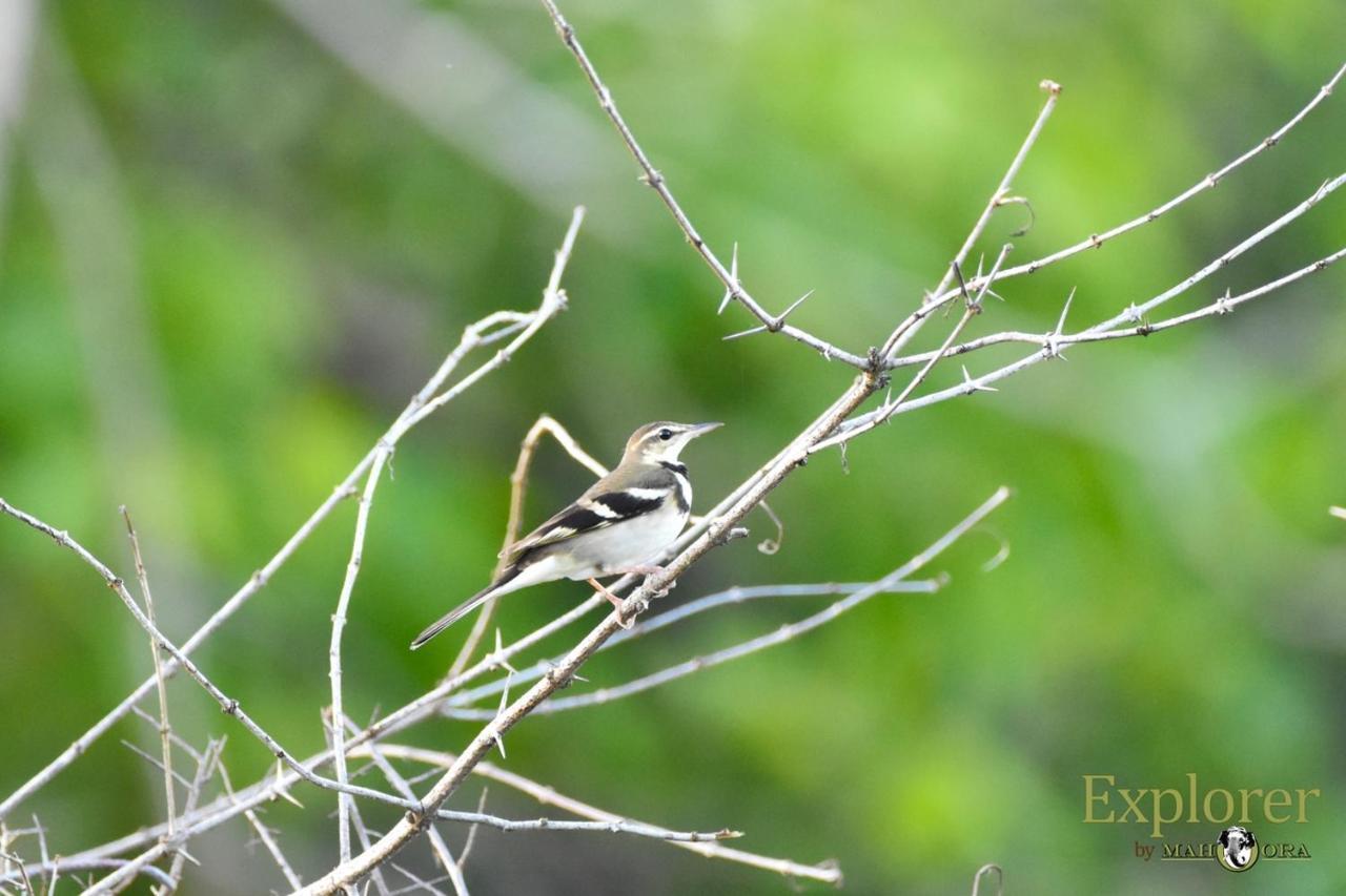Explorer By Eco Team - Wasgamuwa National Park Экстерьер фото