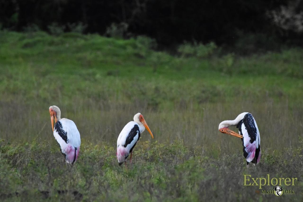 Explorer By Eco Team - Wasgamuwa National Park Экстерьер фото