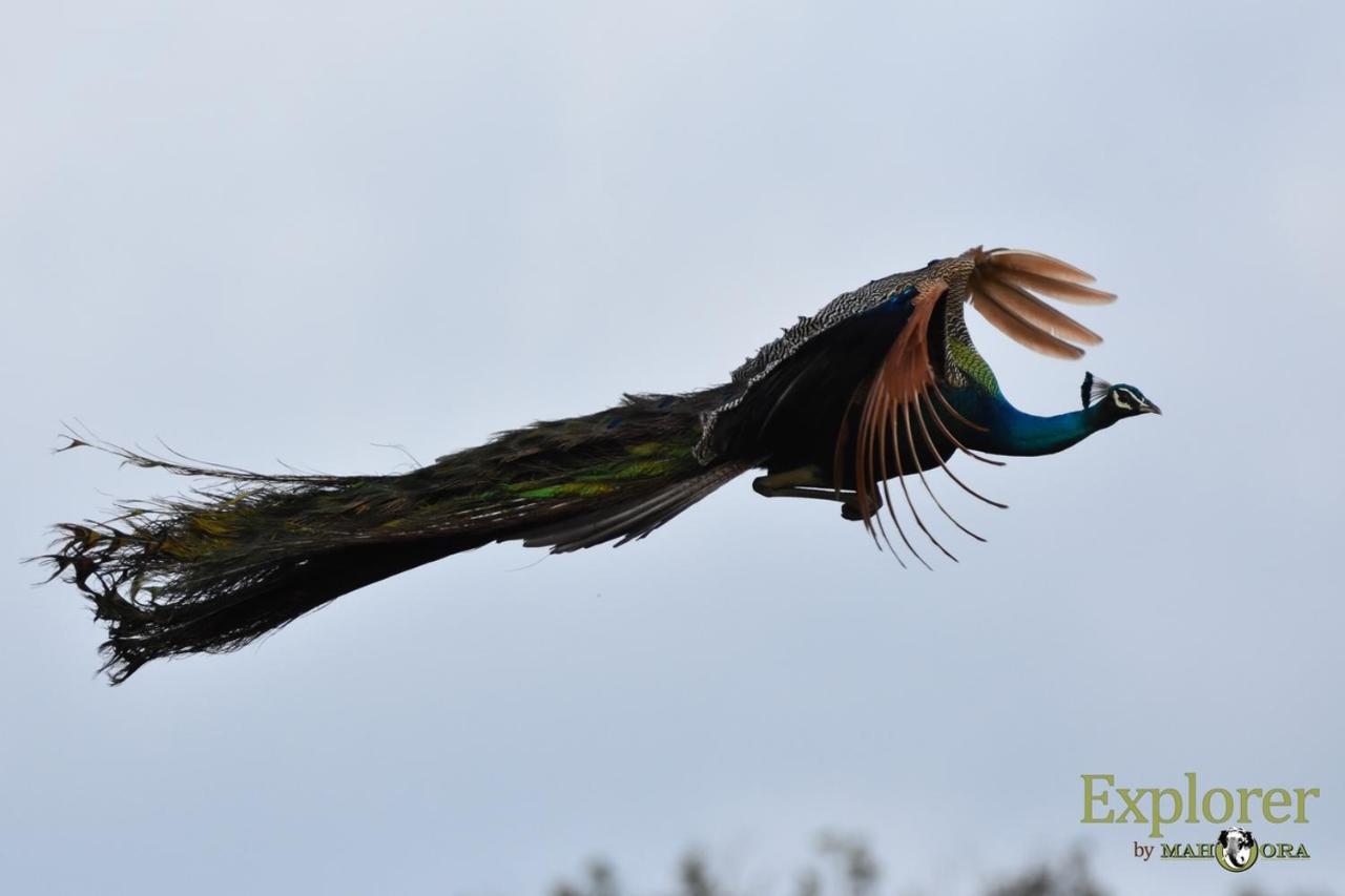 Explorer By Eco Team - Wasgamuwa National Park Экстерьер фото
