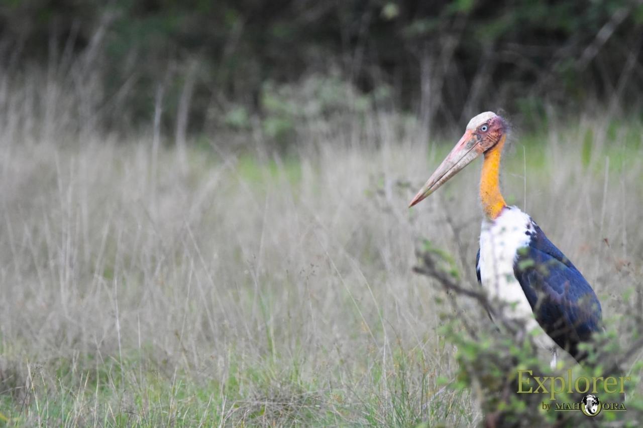 Explorer By Eco Team - Wasgamuwa National Park Экстерьер фото