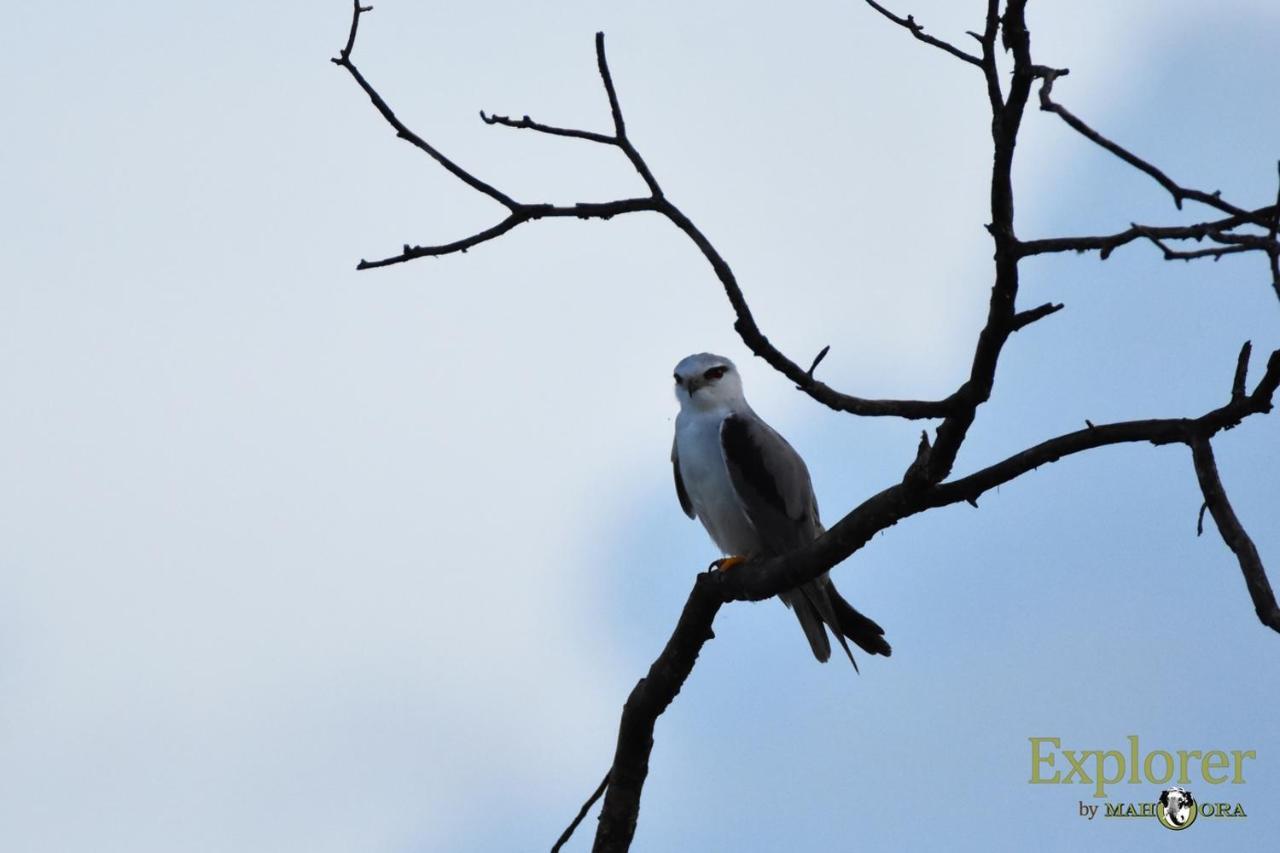 Explorer By Eco Team - Wasgamuwa National Park Экстерьер фото