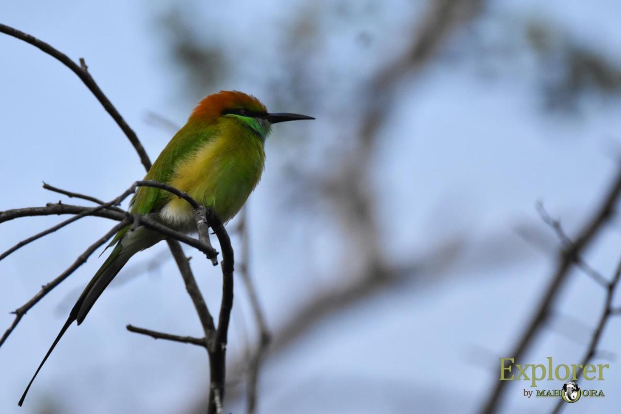 Explorer By Eco Team - Wasgamuwa National Park Экстерьер фото
