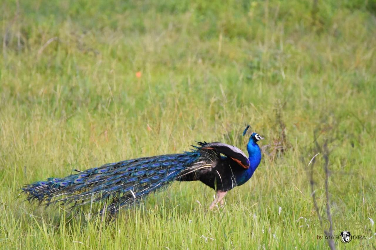 Explorer By Eco Team - Wasgamuwa National Park Экстерьер фото