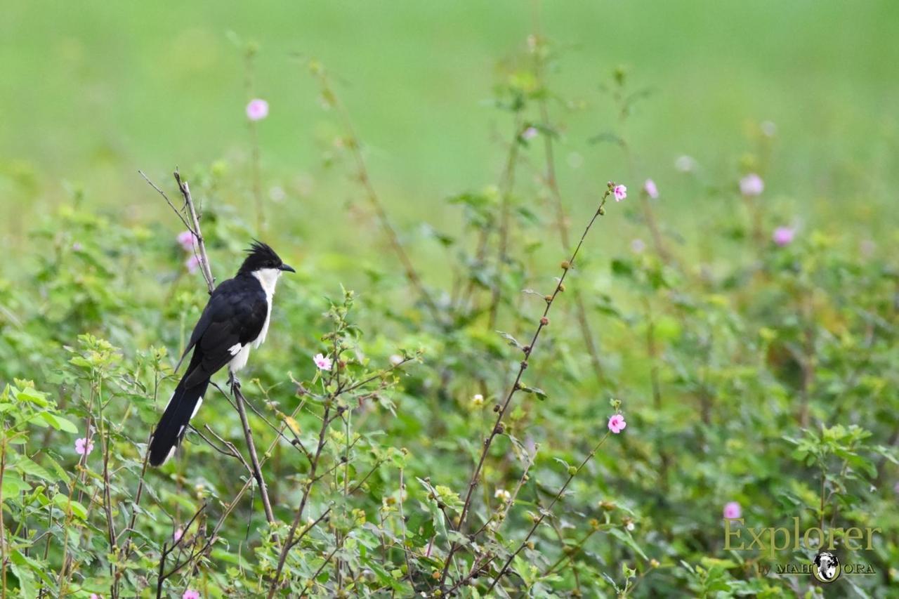 Explorer By Eco Team - Wasgamuwa National Park Экстерьер фото