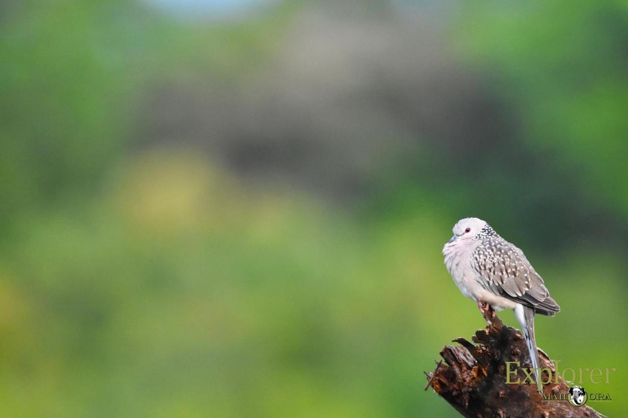 Explorer By Eco Team - Wasgamuwa National Park Экстерьер фото