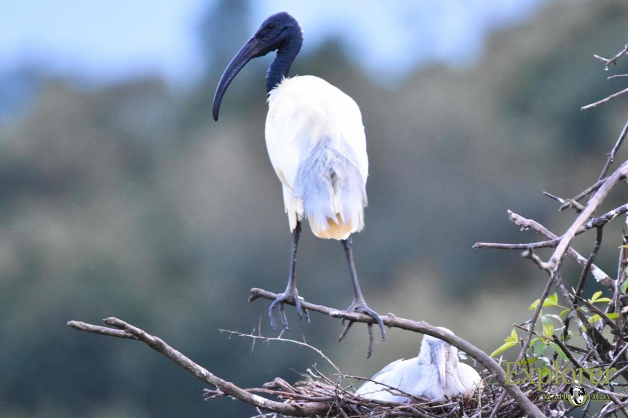 Explorer By Eco Team - Wasgamuwa National Park Экстерьер фото